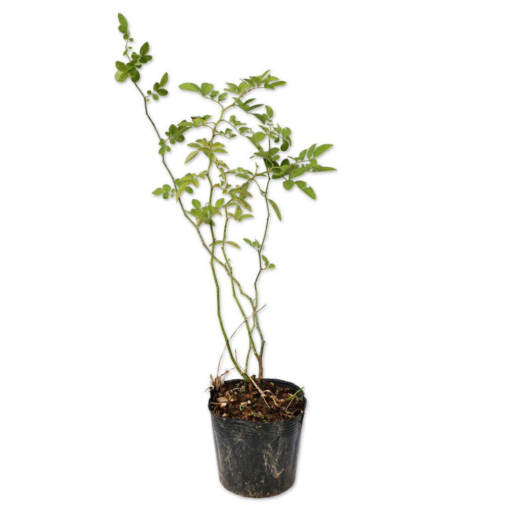 楽天市場】バラ 接ぎ木 台 木の通販