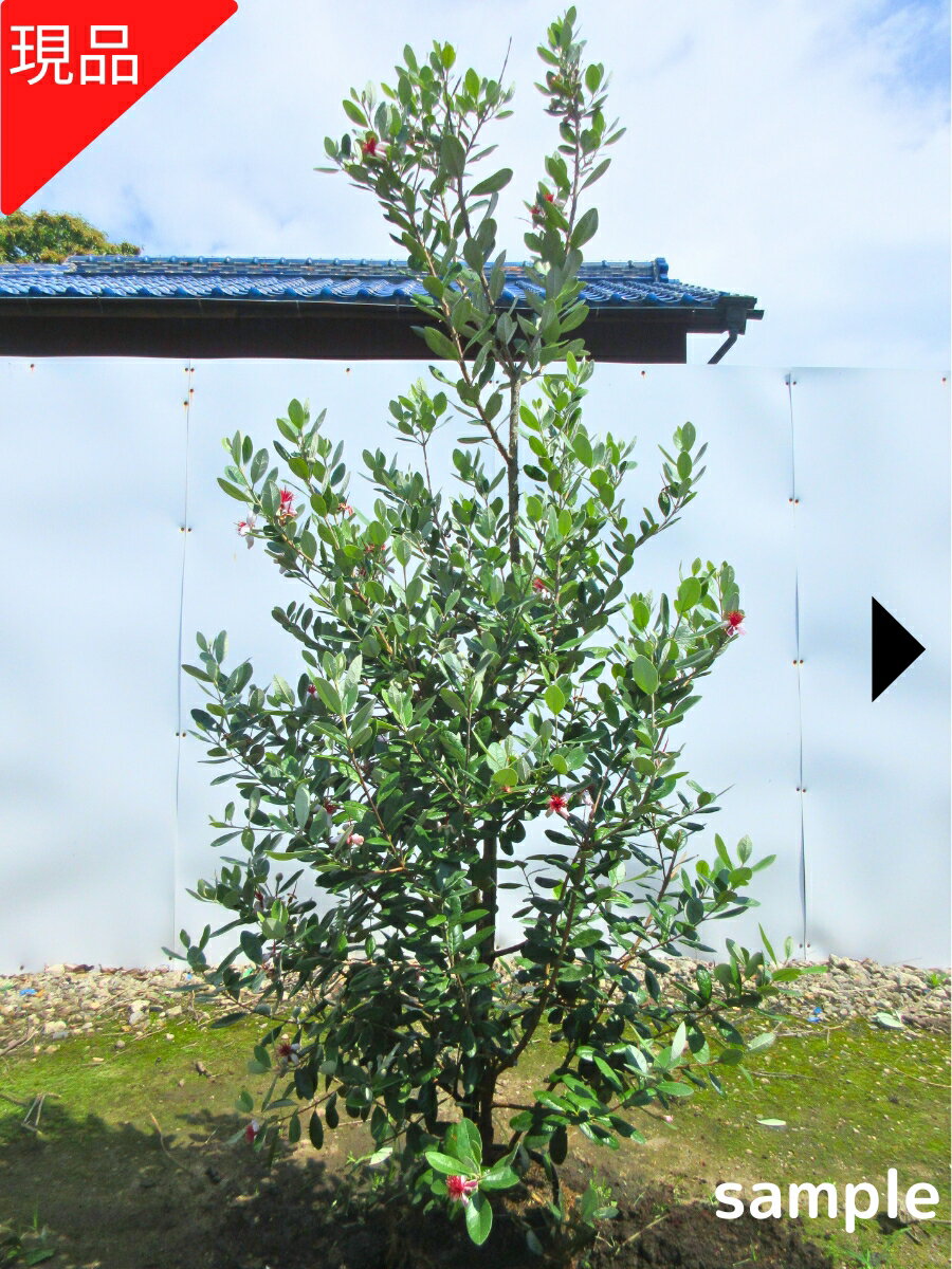 楽天市場】フェイジョア マリアンの通販