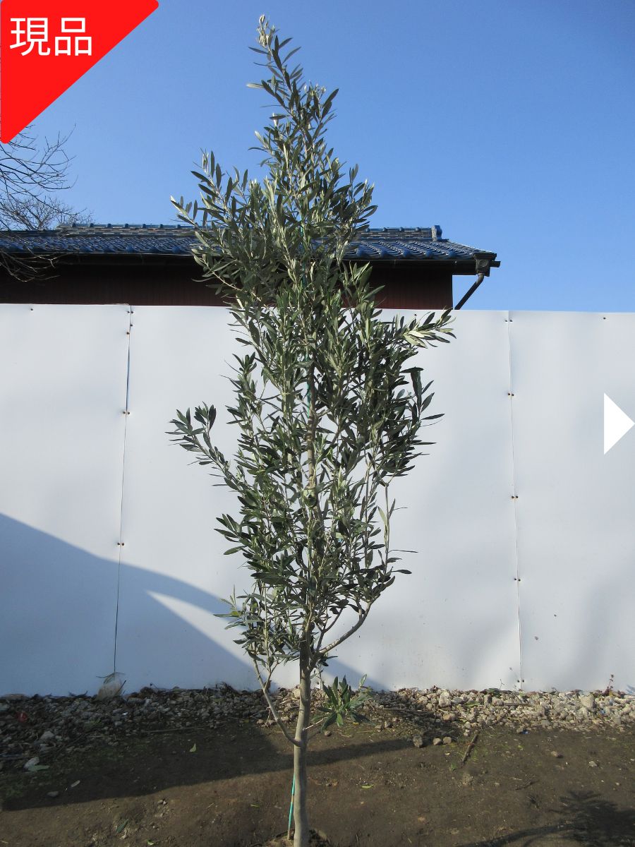 楽天市場】シプレッシーノ オリーブの通販