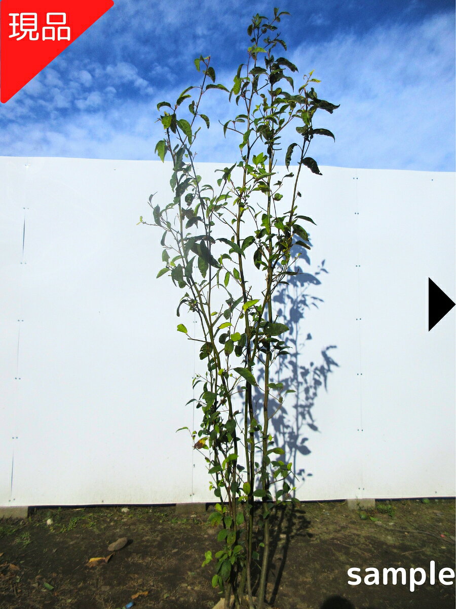 楽天市場】クロモジ（花・ガーデン・DIY）の通販