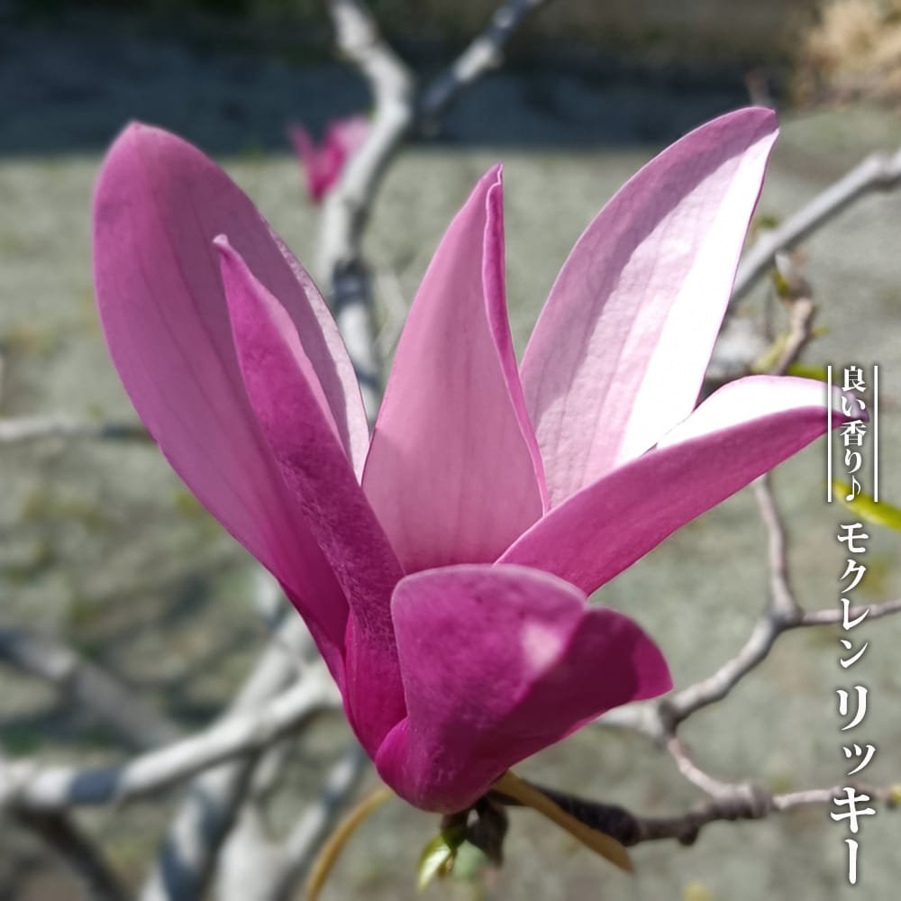 楽天市場】モクレン（植木｜ガーデニング・農業）：花・ガーデン・DIY