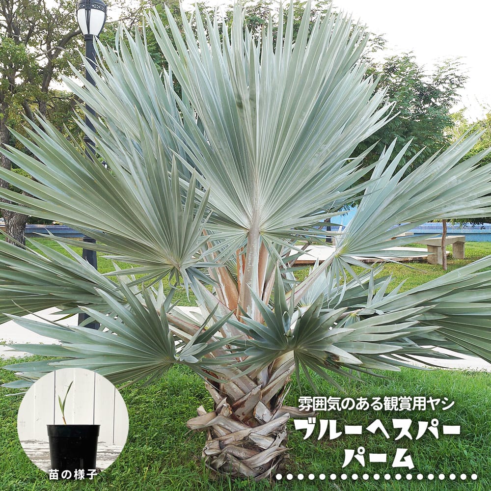 楽天市場】ブラヘア アルマータ（花・ガーデン・DIY）の通販