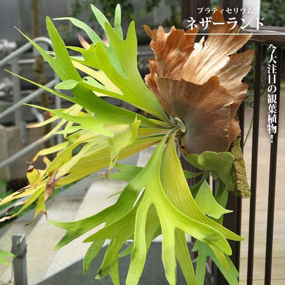 楽天市場】ビカクシダ 板（種類（植物）ビカクシダ（コウモリラン