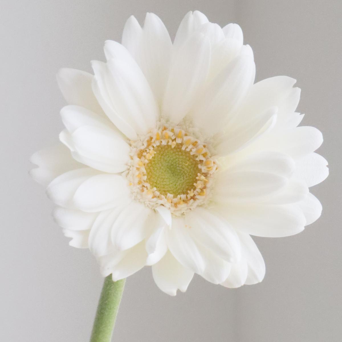 楽天市場】ガーベラ（植物の本数10本）の通販