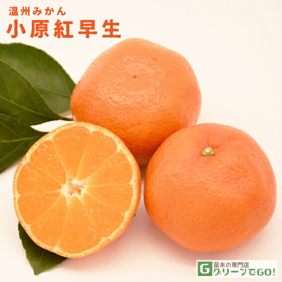 kazuページB・混合梱包品「小原紅早生3年生」＋「みはや」1本・合計2