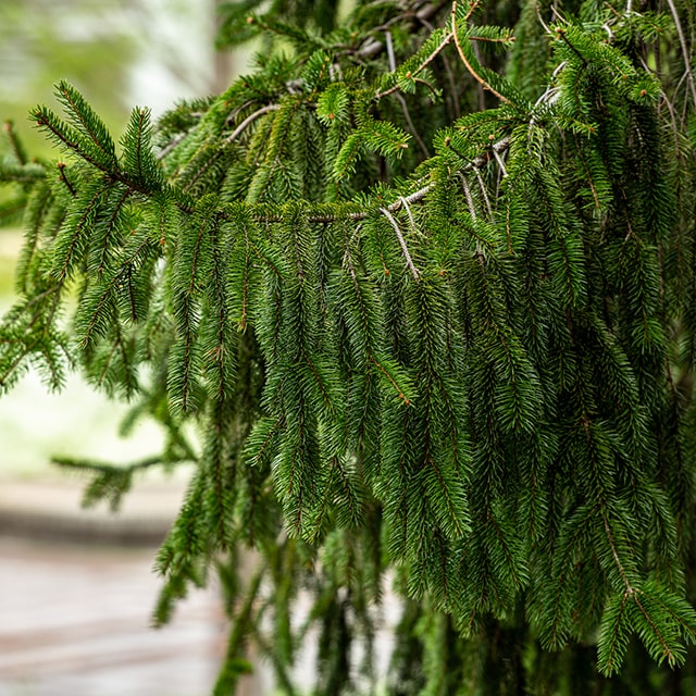 楽天市場】もみの木 トウヒ（植木｜ガーデニング・農業）：花