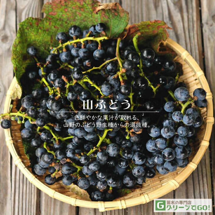 楽天市場】山ぶどう 樹皮の通販