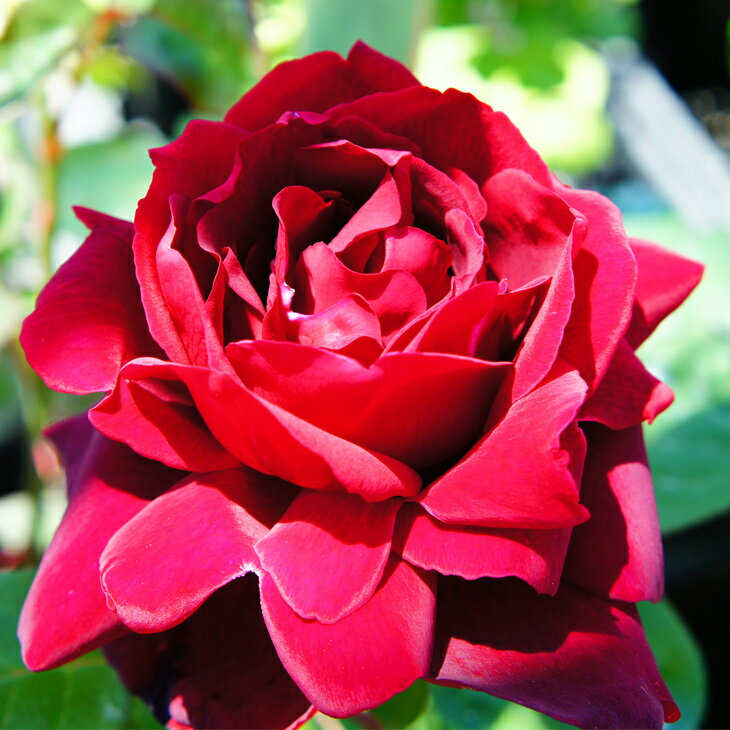 楽天市場】バラ苗 セール（花の苗物｜苗物）：ガーデニング・農業<花