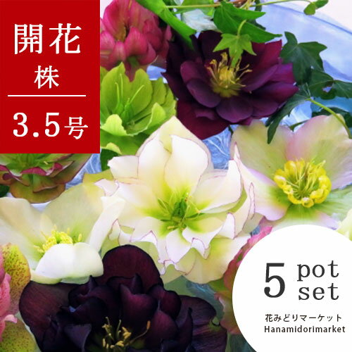 送料無料】クリスマスローズ 八重咲き5ポットセット 3.5号ポット 開花