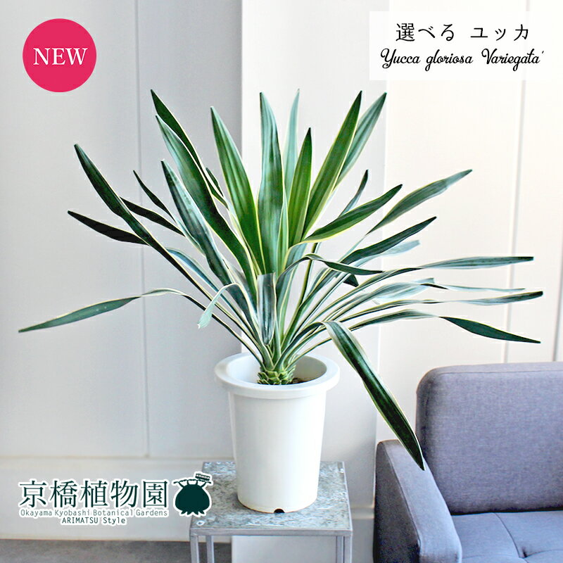 楽天市場】ユッカ グロリオサ（観葉植物｜花・観葉植物）：花