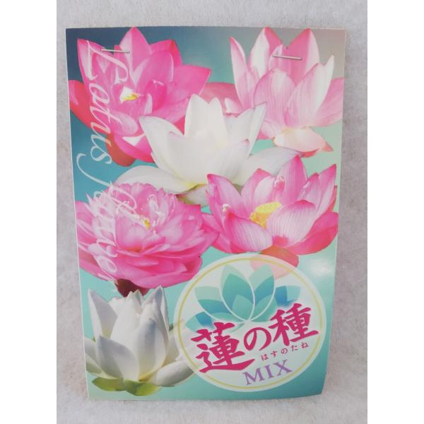 ハスの種 1000粒（200個✖️5袋）、100個訳あり品（キズ、汚れ等