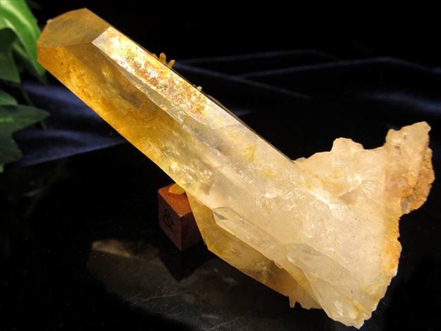 楽天市場】ゴールデンヒーラークラスターの通販