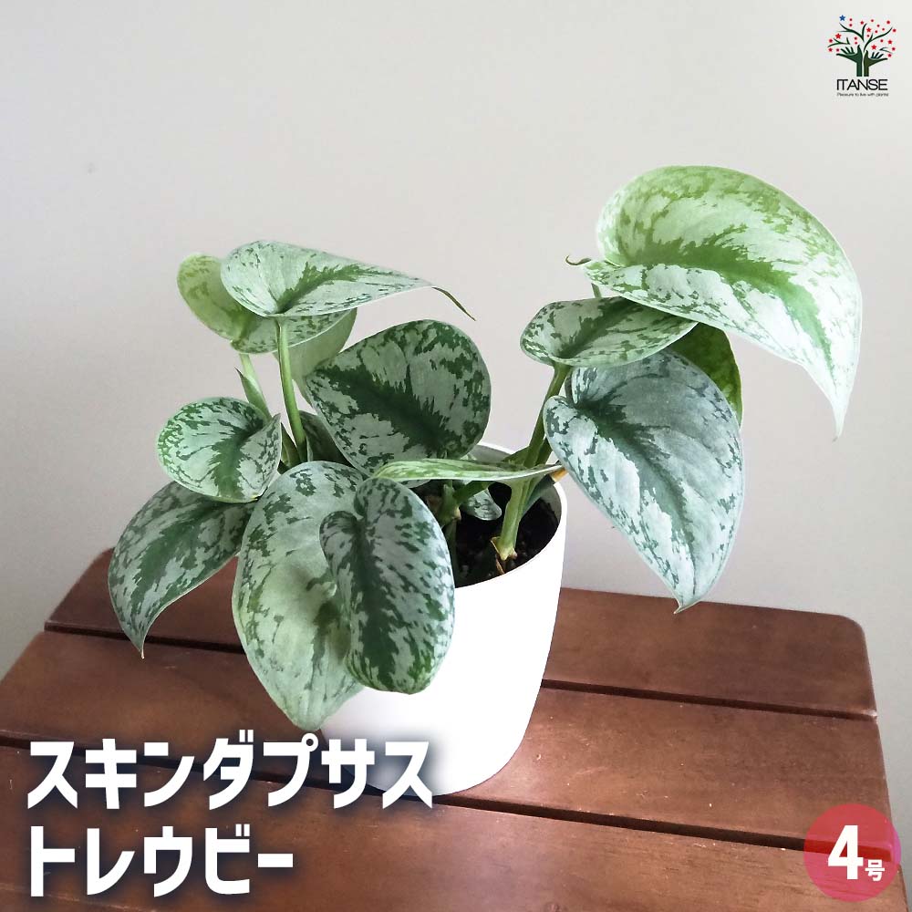 楽天市場】スキンダプサスの通販