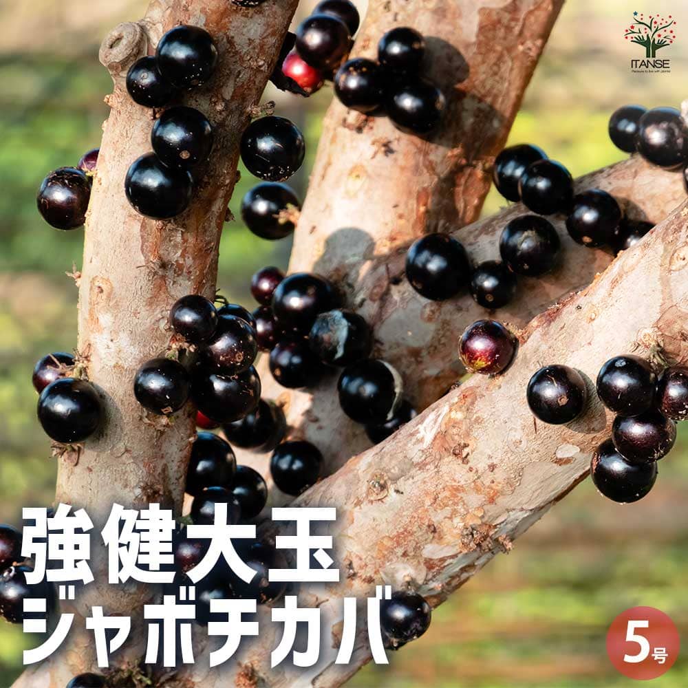 楽天市場】ジャボチカバ（苗物｜ガーデニング・農業）：花・ガーデン