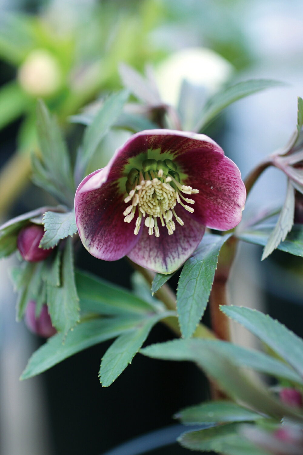 楽天市場】クリスマスローズ ウィンターシンフォニー（苗物