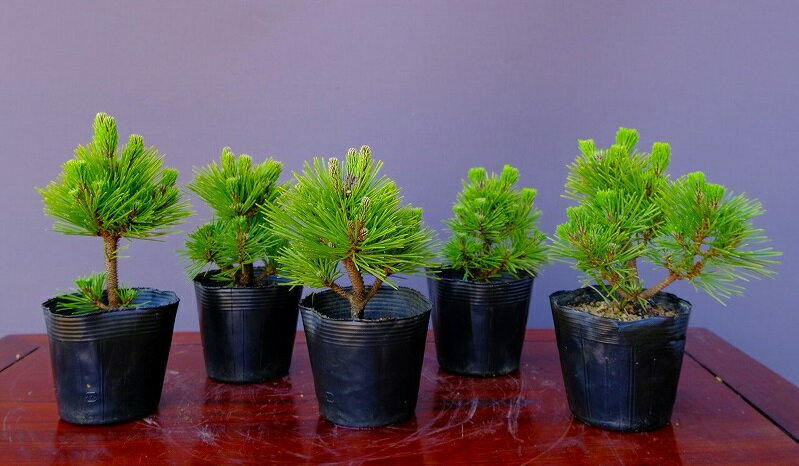 楽天市場】八 房 五葉松の通販