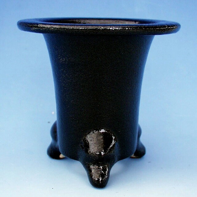 楽天市場】オモト 5．5号の通販