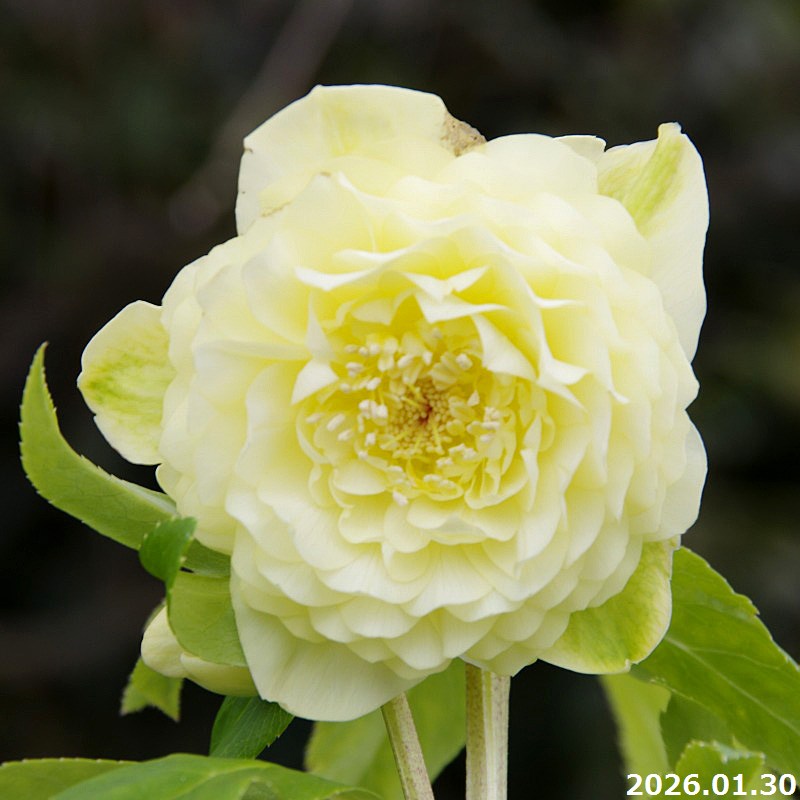 楽天市場】野田交配 クリスマスローズの通販