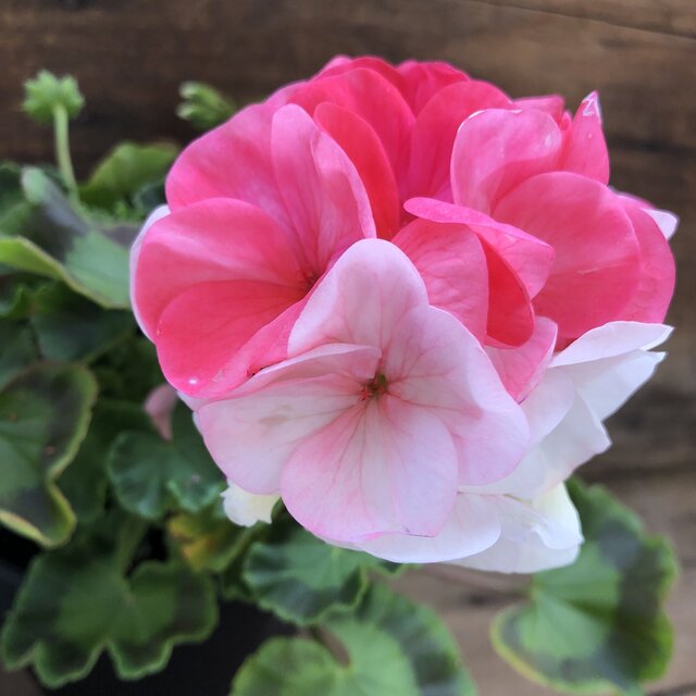 日本初ゼラニウム 希少品種ゼラニウム 日本初ゼラニウム 希少品種