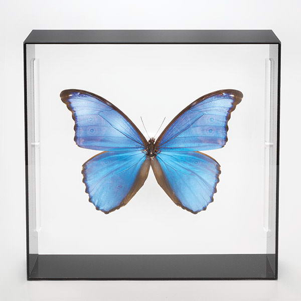 楽天市場】モルフォ蝶 標本の通販