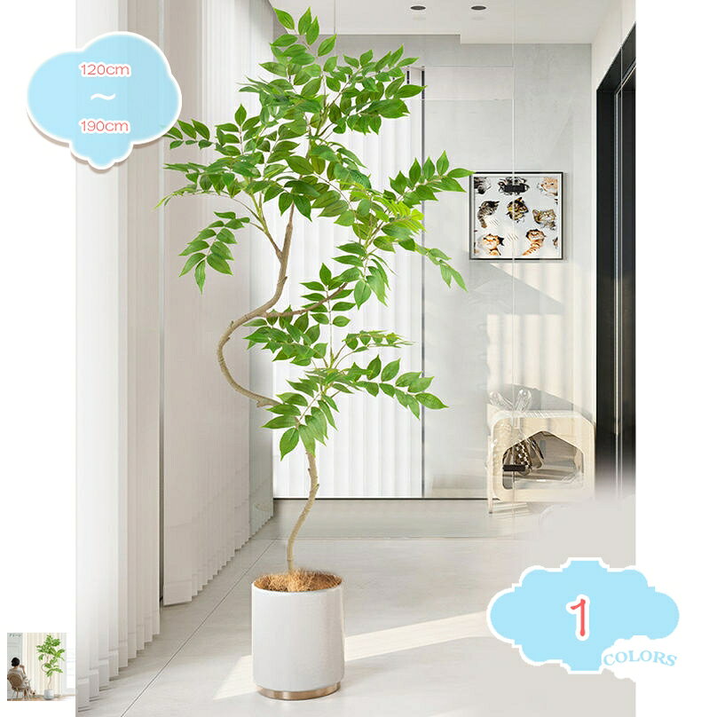 楽天市場】パキラ 観葉植物 150cmの通販