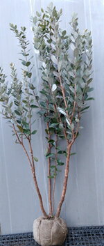 楽天市場】フェイジョア株立ちの通販