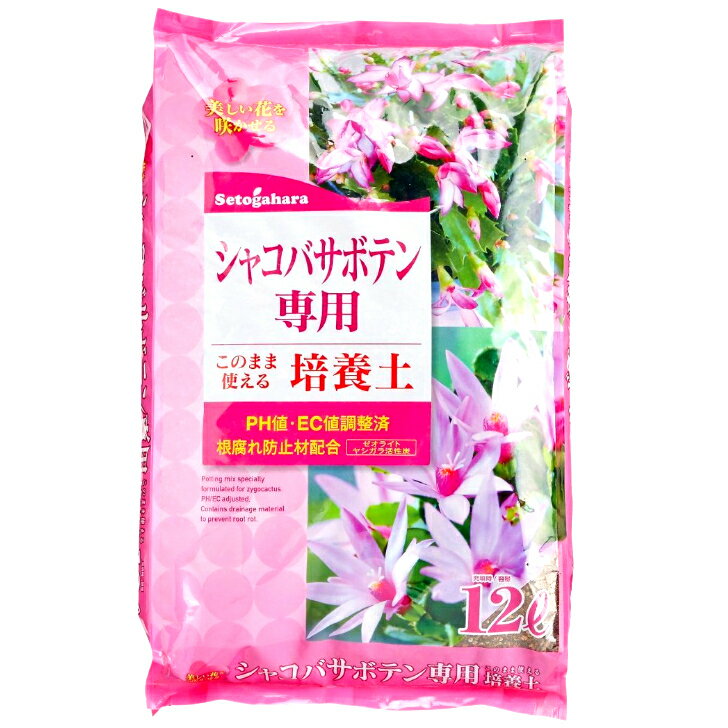 楽天市場】シャコバサボテンの通販