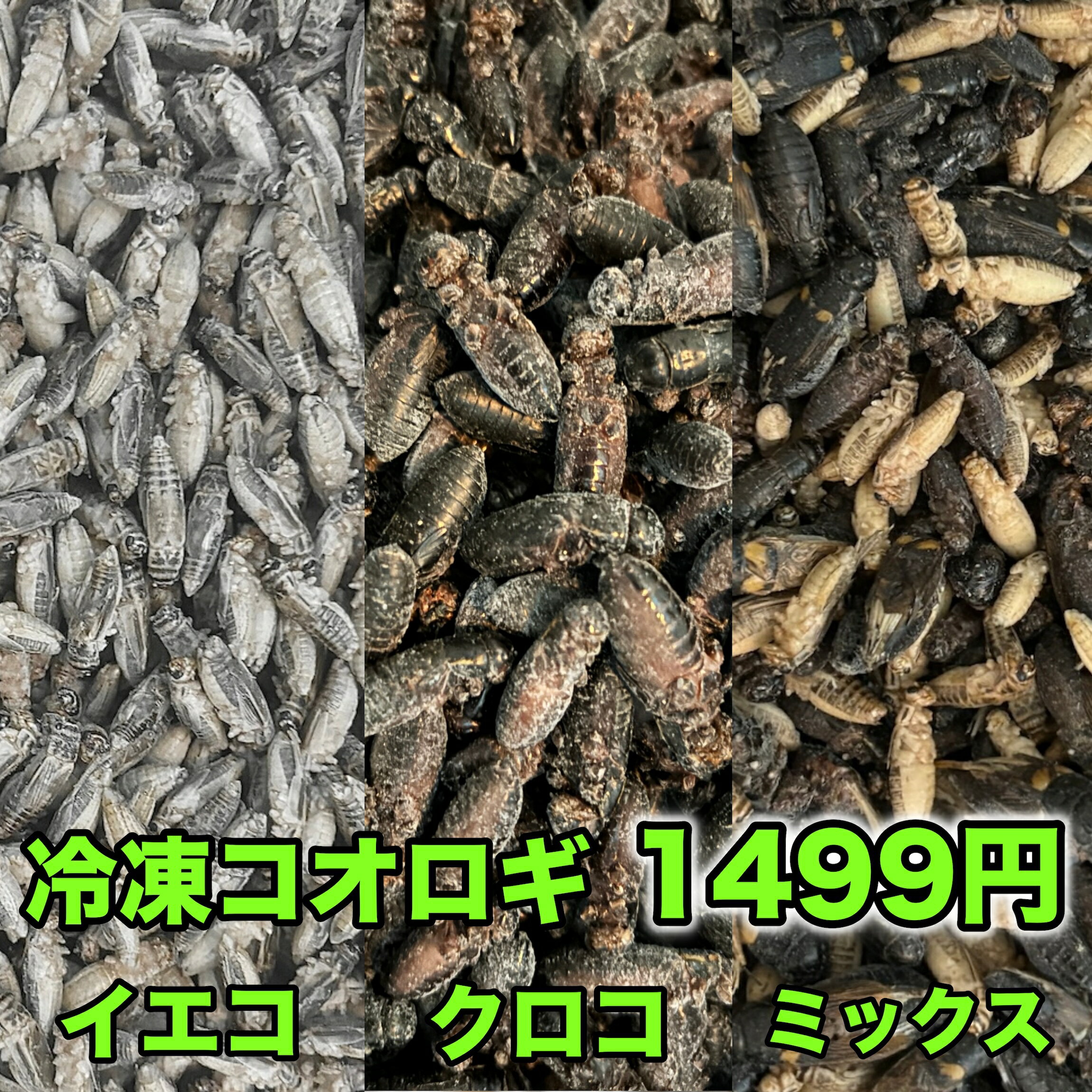楽天市場】冷凍 コオロギ（エサ｜爬虫類・両生類）：ペット・ペット