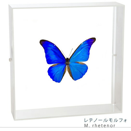楽天市場】モルフォ 蝶 標本（ホビー）の通販
