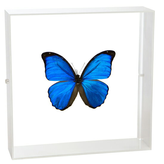 楽天市場】モルフォ 蝶 標本（ホビー）の通販