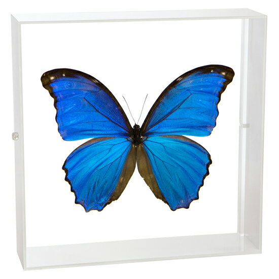 楽天市場】キプリスモルフォ 標本の通販