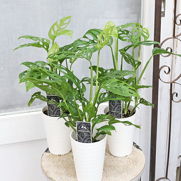 楽天市場】モンスラ（花・ガーデン・DIY）の通販