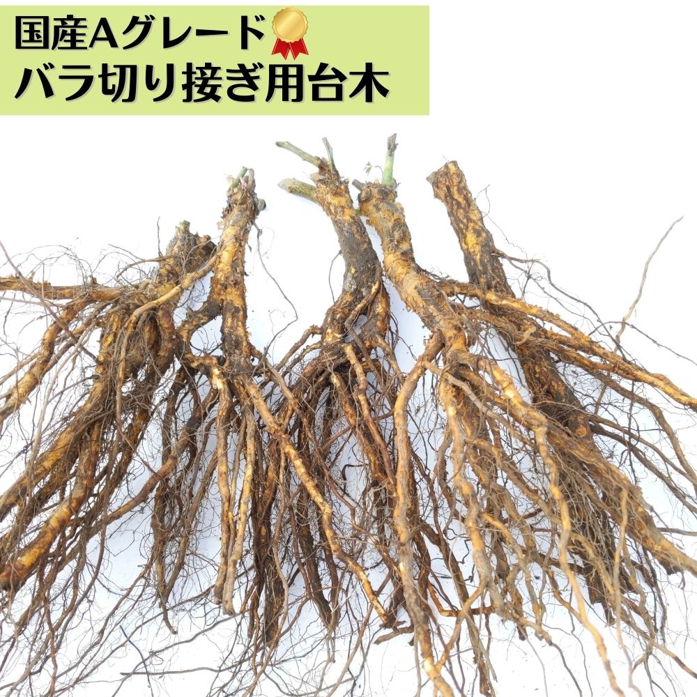 楽天市場】バラ 接ぎ木 台 木の通販