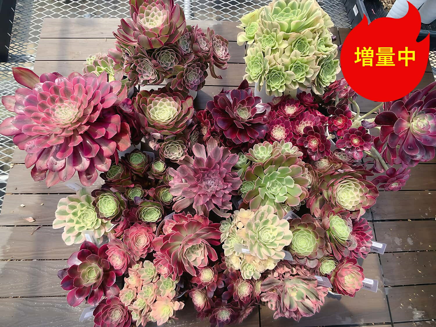 楽天市場】アエオニウム錦の通販