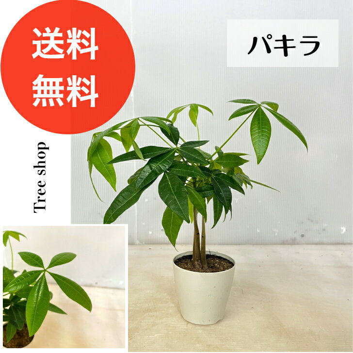 楽天市場】パキラ 斑入り 実生の通販