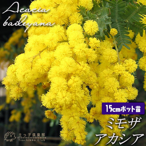 楽天市場】銀葉アカシアの通販