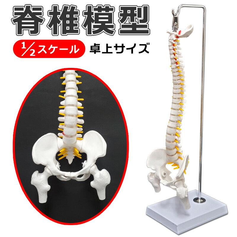 楽天市場】脊髄 模型の通販