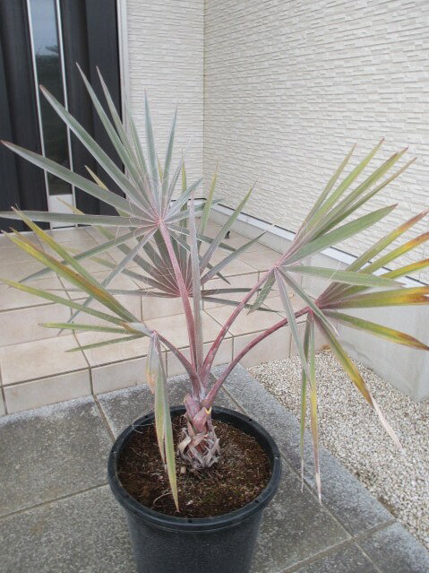 楽天市場】ビスマルキア ノビリス シルバーの通販