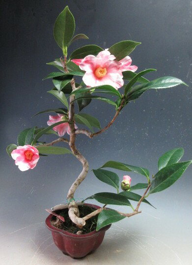 楽天市場】千寿姫 盆栽の通販