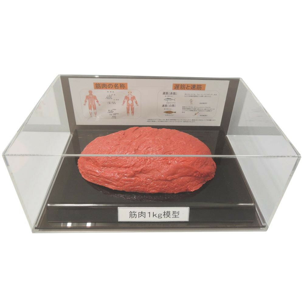 楽天市場】筋肉 模型 1kgの通販