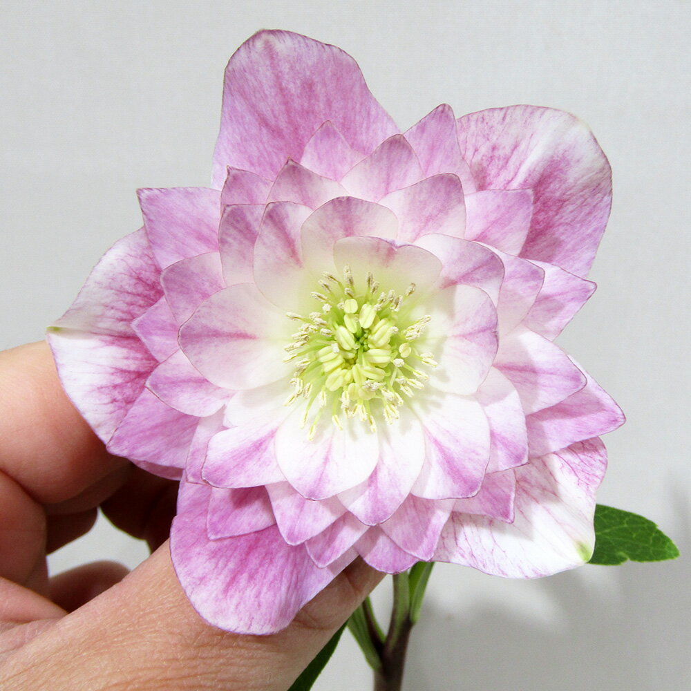 楽天市場】クリスマス ローズ 広瀬 園芸の通販