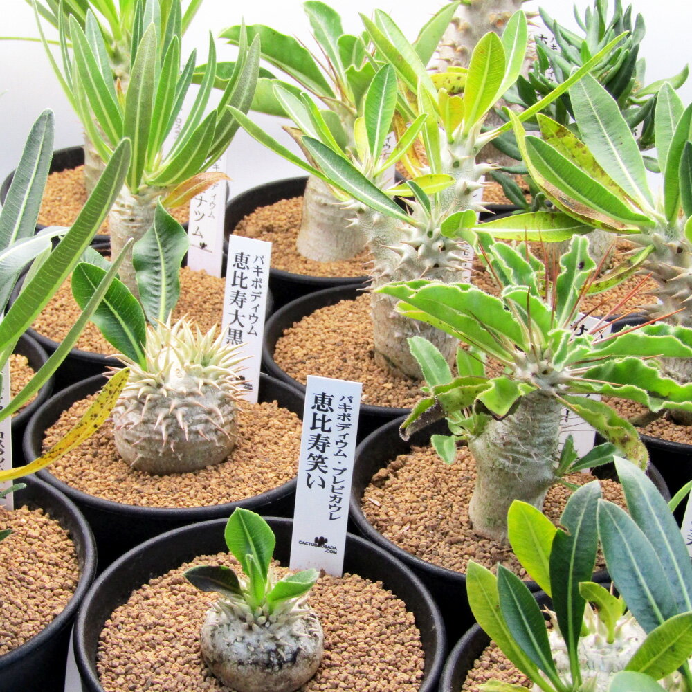 楽天市場】パキポディウム アンボンゲンセの通販