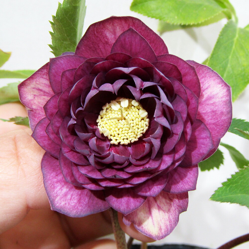 楽天市場】クリスマスローズ ダークパープルの通販