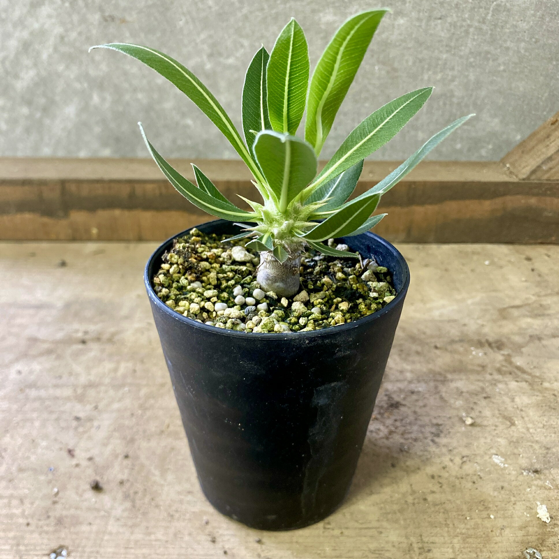 楽天市場】パキポディウム アンボンゲンセの通販