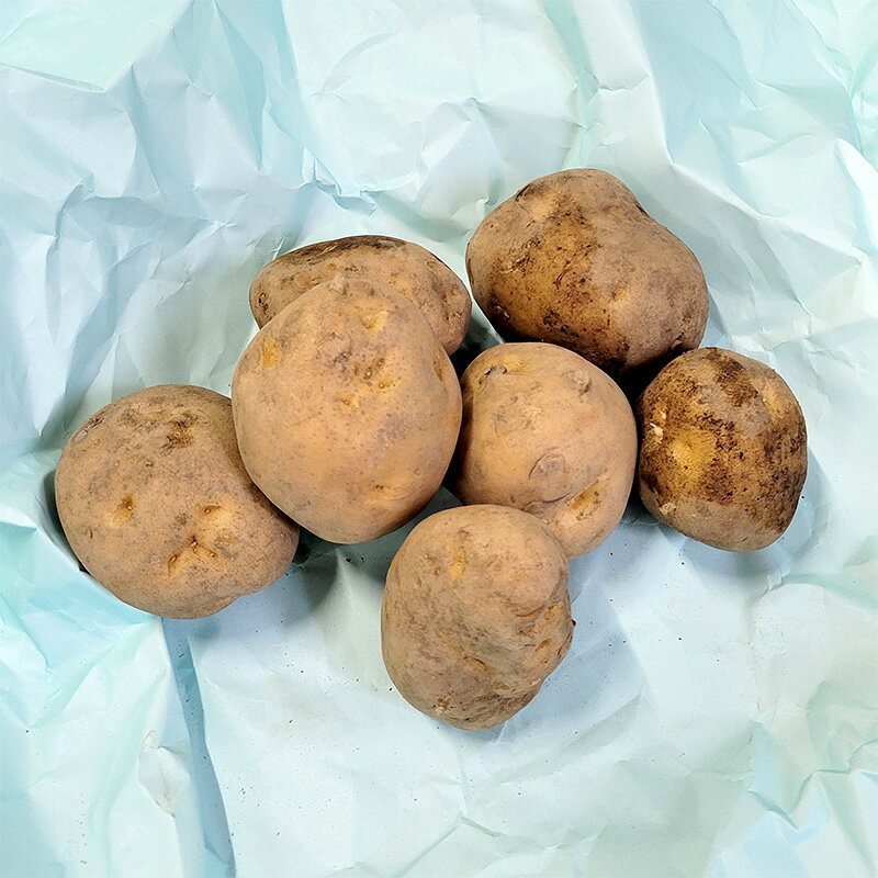 楽天市場】種芋 ジャガイモ 10キロの通販