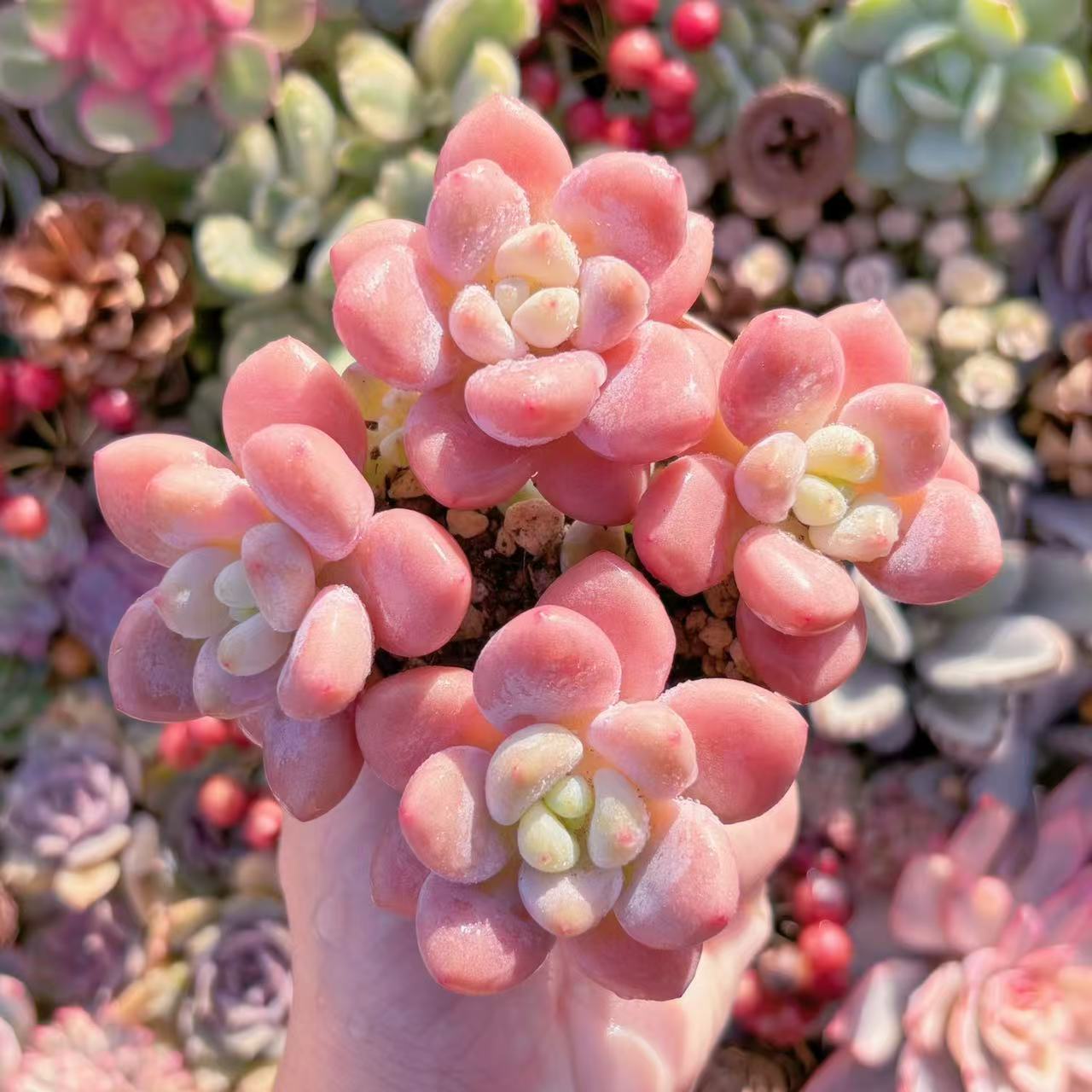 楽天市場】ホイップ マカロン（花・ガーデン・DIY）の通販