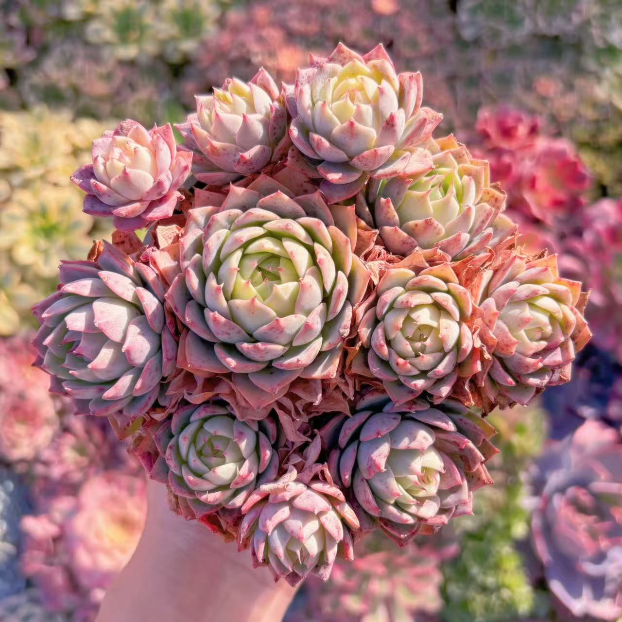 楽天市場】リンゼアナの通販