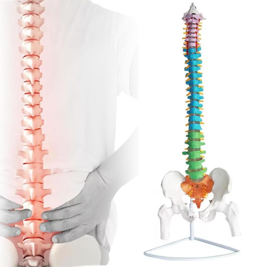 楽天市場】脊柱 模型 可動の通販