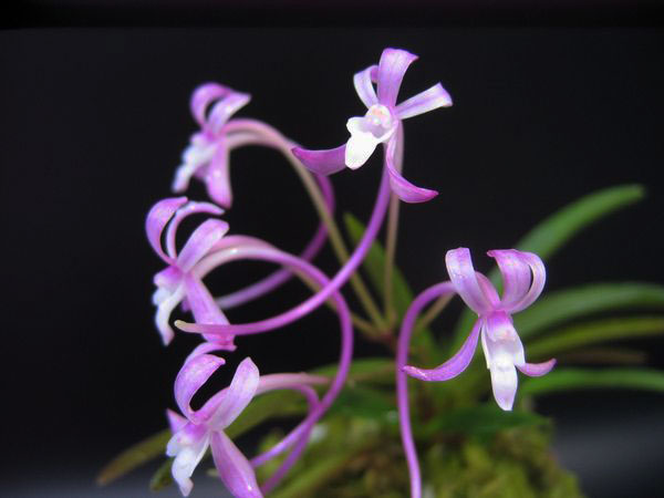 楽天市場】富貴蘭（花・観葉植物｜花・ガーデン・DIY）の通販