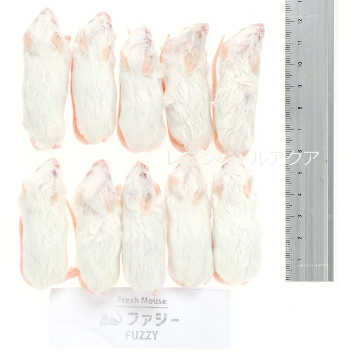 Hurze1フタホシML〜L200、冷凍マウスファジー30匹ホッパー30匹 Hurze1
